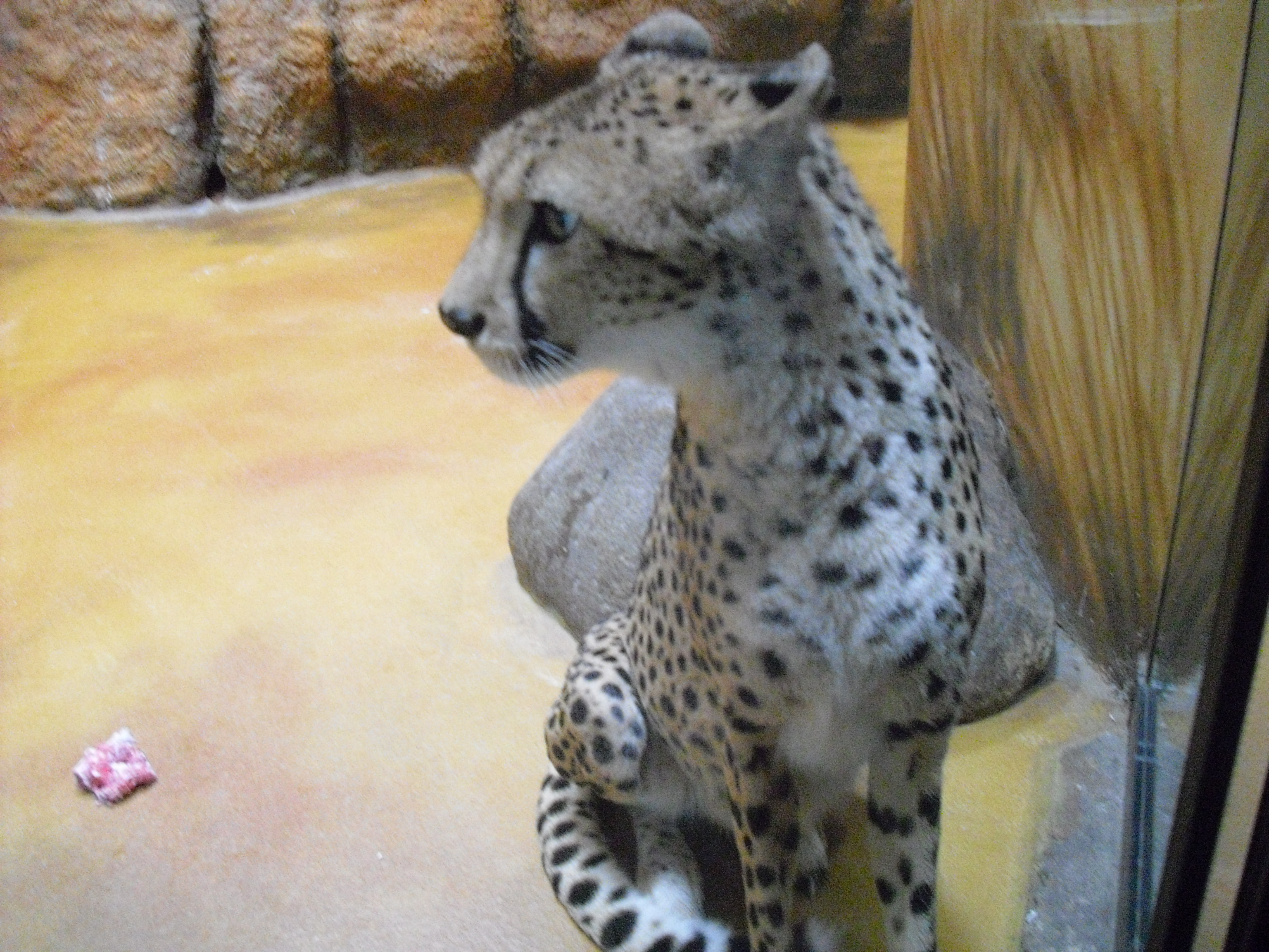 Gepard